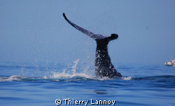Humpback whale in Cabo Pulmo National Park, Baja Sur, Mexico by Thierry Lannoy 